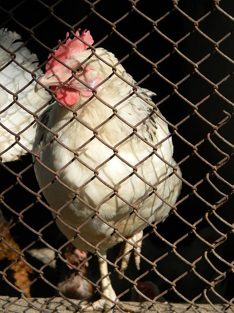 依然是紧追 依然是紧追